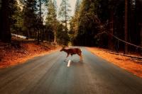 Reh auf der Straße im Wald